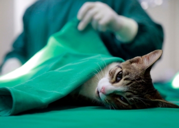 Prefeitura do Rio abre inscrições para castração de cães e gatos: 5.134 vagas