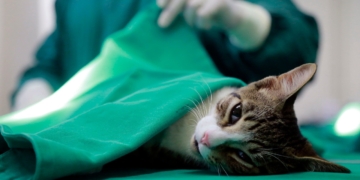 Prefeitura do Rio abre inscrições para castração de cães e gatos: 5.134 vagas