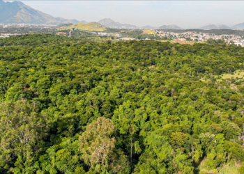 Prefeitura do Rio desiste de autódromo: Floresta do Comboatá será preservada